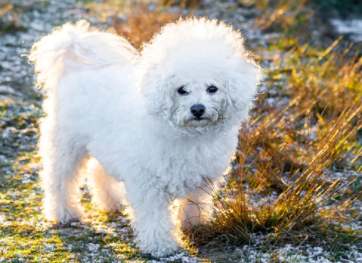 beagle seller mumbai